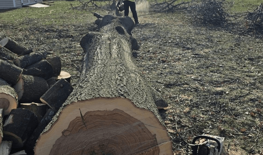 Ryan's Tree Care